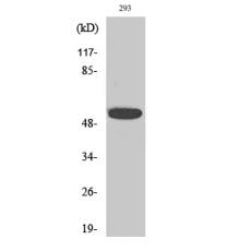 Anti-InsP6 Kinase 3 antibody