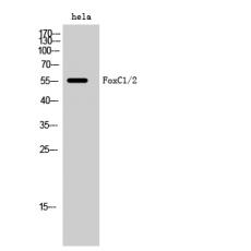 Anti-FoxC1/2 antibody