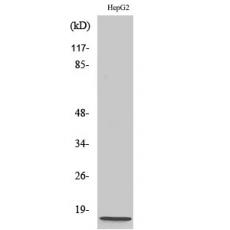 Anti-NDUFA4 antibody