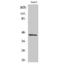 Anti-Nap1 antibody