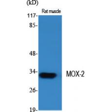 Anti-MOX-2 antibody