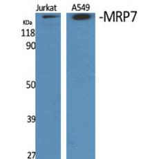 Anti-MRP7 antibody