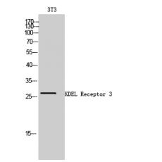 Anti-KDEL Receptor 3 antibody