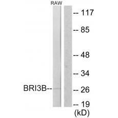 Anti-KG19 antibody