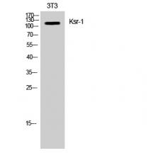 Anti-Ksr-1 antibody