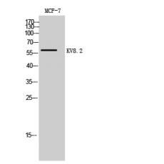 Anti-KV8.2 antibody