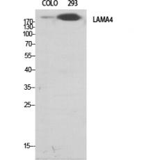 Anti-Laminin α-4 antibody