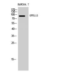 Anti-GPR115 antibody