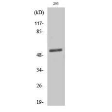 Anti-Dematin antibody