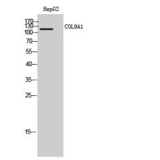 Anti-COL9A1 antibody