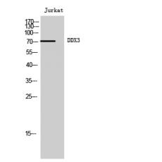 Anti-DDX3 antibody