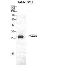 Anti-Hox-C6 antibody