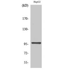 Anti-HPK1 antibody