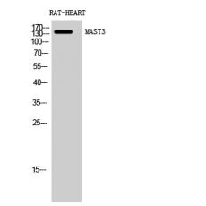 Anti-MAST3 antibody