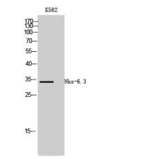 Anti-Nkx-6.3 antibody