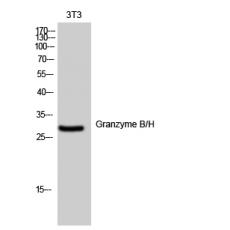 Anti-Granzyme B/H antibody