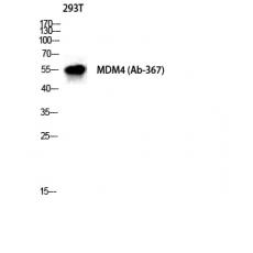 Anti-MDMX antibody