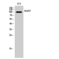 Anti-NGEP antibody