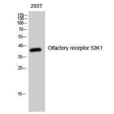 Anti-Olfactory receptor 52K1 antibody