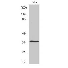 Anti-Olfactory receptor 52N4 antibody