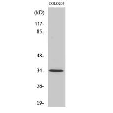 Anti-Olfactory receptor 5P3 antibody