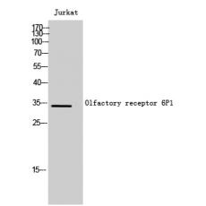 Anti-Olfactory receptor 6P1 antibody