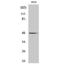 Anti-NBPF7 antibody