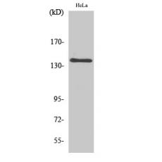 Anti-MOV10L1 antibody