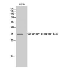 Anti-Olfactory receptor 51A7 antibody