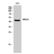 Anti-MNDA antibody