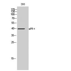 Anti-mPRα antibody