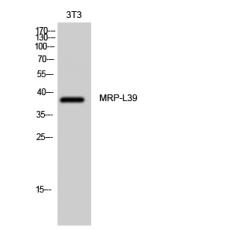 Anti-MRP-L39 antibody