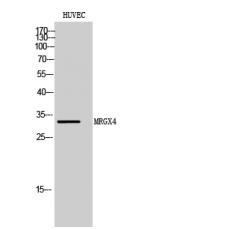 Anti-MRGX4 antibody