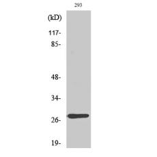 Anti-MRP-L16 antibody