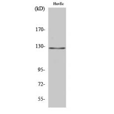 Anti-MSH3 antibody