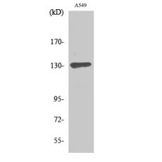 Anti-Sin3B antibody