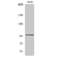 Anti-MRTF-A antibody