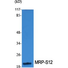 Anti-MRP-S12 antibody