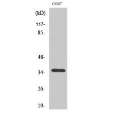 Anti-Olfactory receptor 13C4 antibody