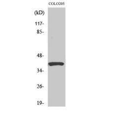 Anti-PI-9 antibody