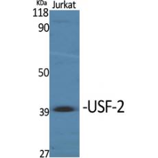 Anti-USF-2 antibody