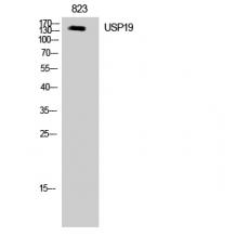 Anti-USP19 antibody