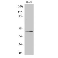 Anti-Rag C antibody