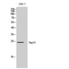 Anti-Pmp24 antibody