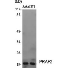 Anti-PRAF2 antibody