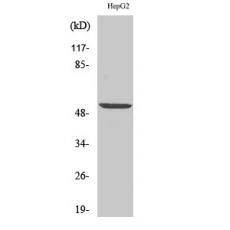 Anti-PRPH antibody