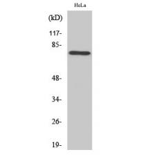 Anti-Rabphilin-3A antibody