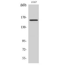 Anti-Rab 3 GAP p150 antibody