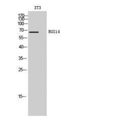 Anti-RGS14 antibody