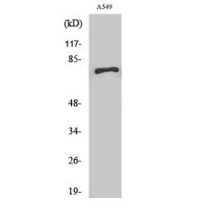 Anti-SCFD1 antibody